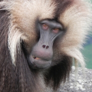 David Pappano's Profile Picture