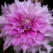 Julie Sexton's Profile Picture