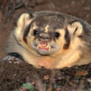 Antonio Vernon's Profile Picture