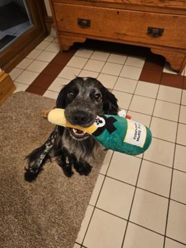 Dario Stevenson profile photo