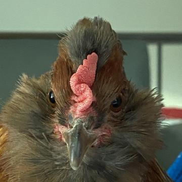 Rendall Nielsen profile photo