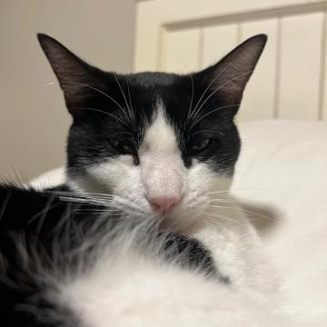 Jhon Josue Peña profile photo