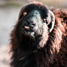 Lucas Morel profile photo