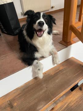 Sebastian ILLEDITS profile photo