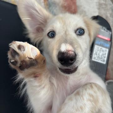 Kylie Glaettli profile photo