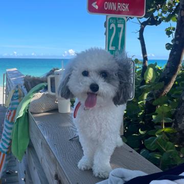 Lisa Tomeo profile photo