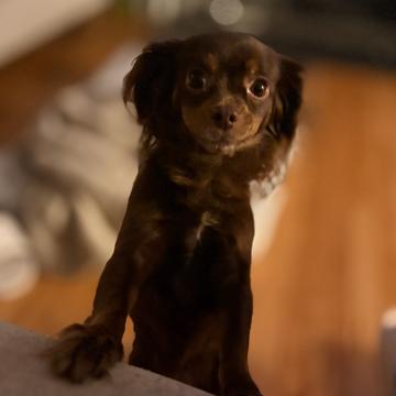 Isabella Peralez profile photo