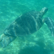 Celine Toulouse profile photo