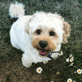 Henry Chan profile photo