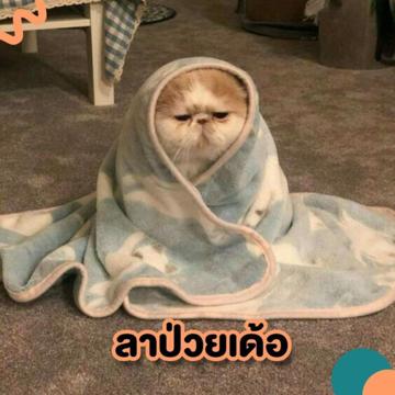 Thanaporn Pimoubol profile photo