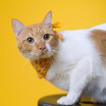 Marie Angelique Gelvezon profile photo