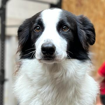 Hooper The Dog profile photo