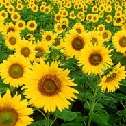 Megan Dimaggio profile photo