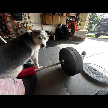 Paula Cristina Martins Rebelo DallStella profile photo