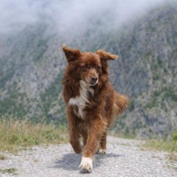 Carolina Dal Porto profile photo