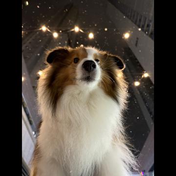 Sangwoo Han profile photo