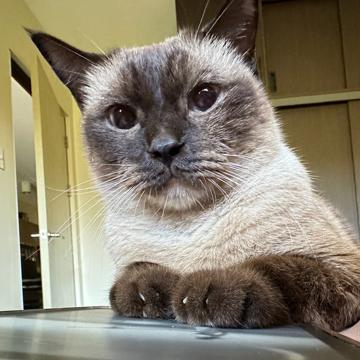 Dona Piquero profile photo