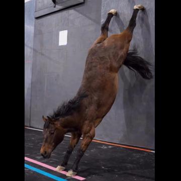 Daniela Ottaiano profile photo