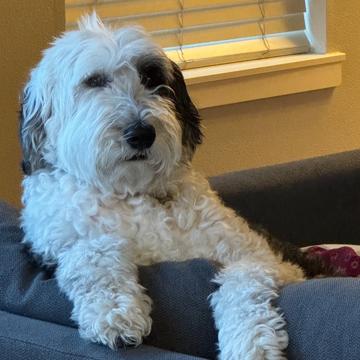 Bodie Wood profile photo