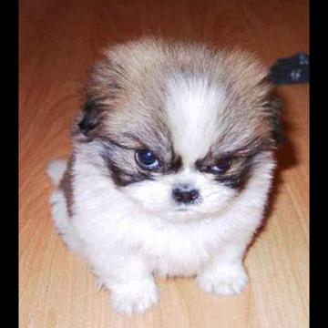 Francisco Canales profile photo