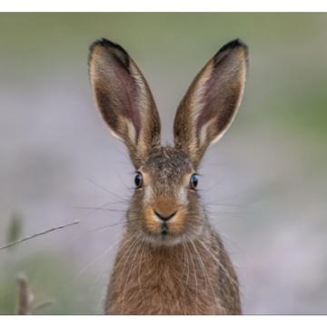 Marc Cleard profile photo