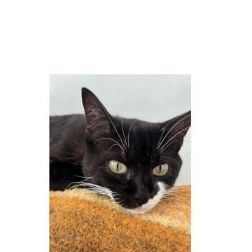 Adriana Valeska profile photo