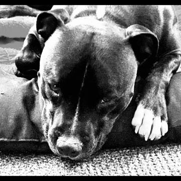 Ryno Vermaak profile photo