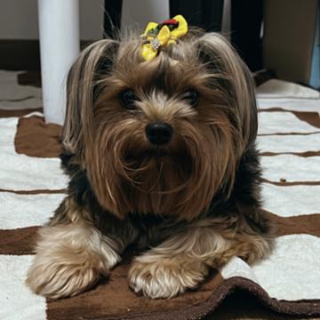 Gabriela Manarim da Silva profile photo