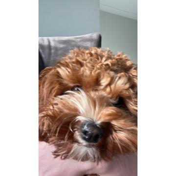 Heath Shearer profile photo