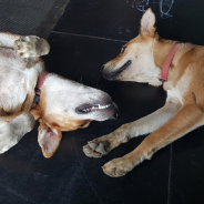 Angelica Salele-Sefo profile photo