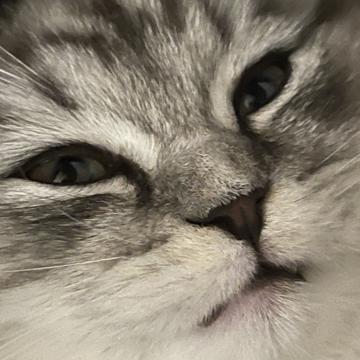 치헌 송 profile photo