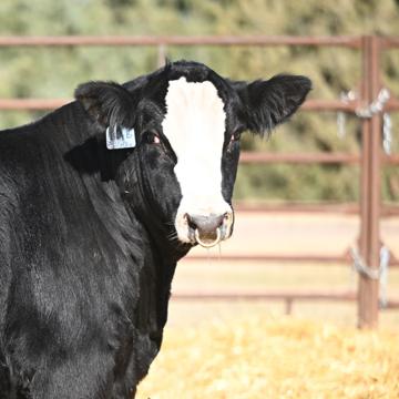 Les Vogler profile photo