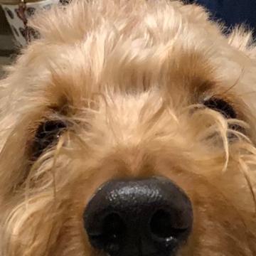 Matthew Lutz profile photo