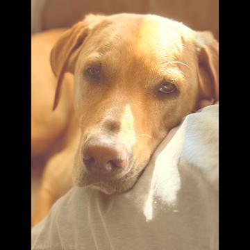 Lisa Hall profile photo