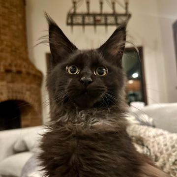 Alice Kim profile photo