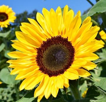 Angie De Souza profile photo