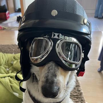 Sina Scharpf profile photo