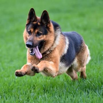 Isaac Sevigny profile photo