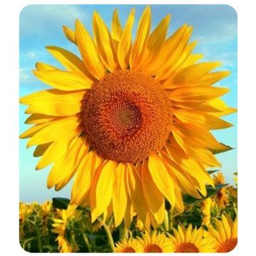 Marco Aurelio Fraga Borges profile photo