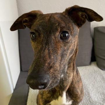 Gines Iniesta Bernal profile photo