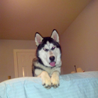 Collin Brown profile photo