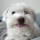 minsu kim profile photo