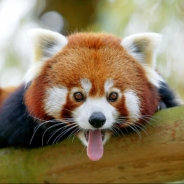 Robin Gogly profile photo