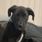 Shane Mitchell profile photo