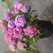 Jill Grassie profile photo