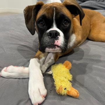 Christina Corona profile photo