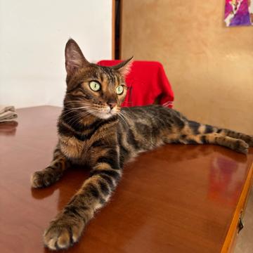 Juan Carlos Felipe profile photo