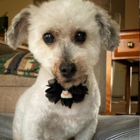 Bridget Lichtinger profile photo