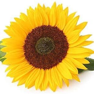 Jayne Wiggett profile photo