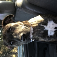 Matthew Acosta profile photo